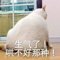 网红猫楼楼表情合集