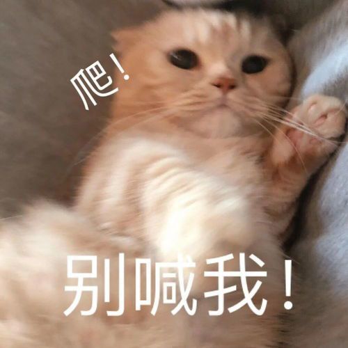 猫猫表情包给我买,给我买,给我买