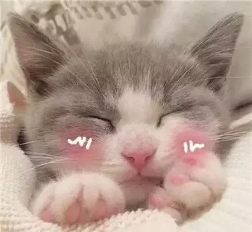 猫咪上床这事,你怎么看