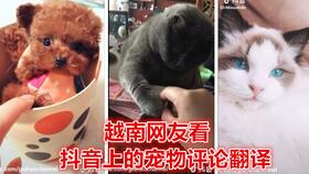 越南网友看抖音双胞胎糖果小饼干评论翻译好可爱