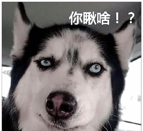 主人带哈士奇去剃毛,看到狗子的举动,美容师差点笑出鼻涕泡