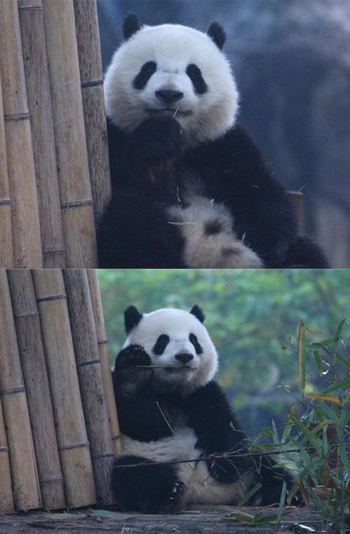 你好中国大熊猫北辰一个小甜包治愈万千心灵