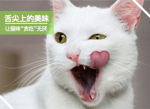 特瑞仕贪吃宝猫用三文鱼味猫咪零食猫咪专区波奇宠物商城