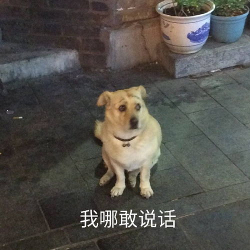 今日份表情包再富有的舔狗也会流泪