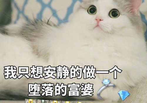 呆萌猫咪超可爱猫咪表情包