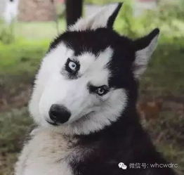 打架的表情包二哈