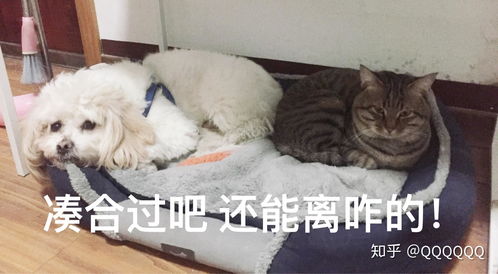 中国狸花猫有什么优缺点呢