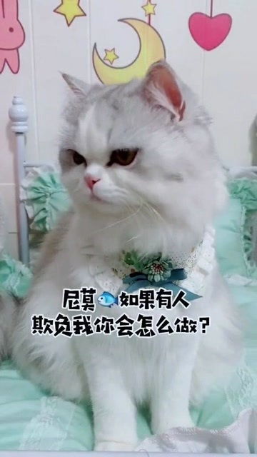 谈什么甜甜的恋爱,是猫不够可爱吗