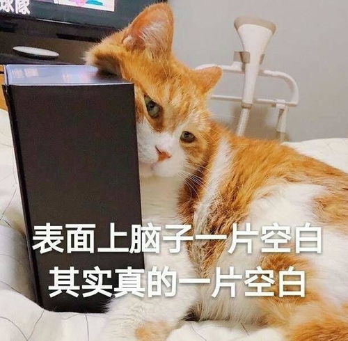 搞笑的猫咪表情包31张,拿去折腾男朋友吧