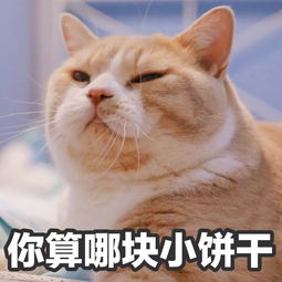喵星人给你丢了个表情包你算哪块小饼干