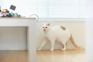 看起来听话的猫,其实从不改变自己