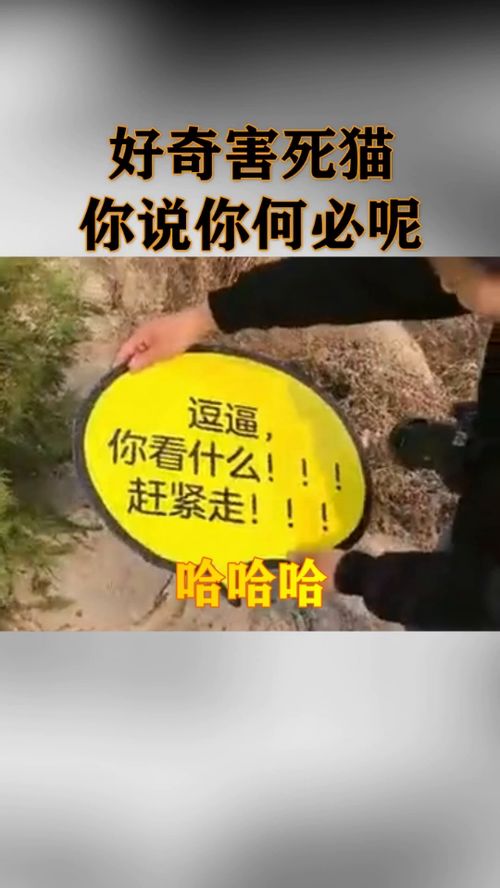 好奇害死猫,你说你何必呢