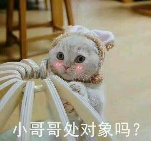 聊天动态图带字表情包