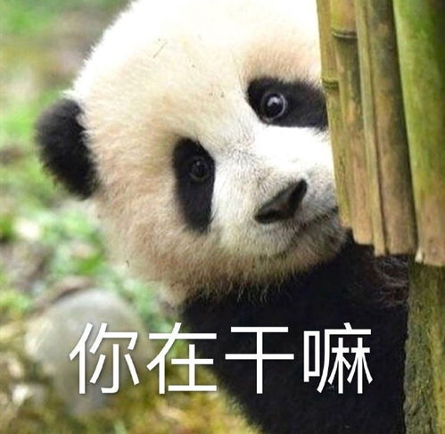 萌宠表情包我们女孩子想要的就必须搞到手