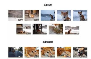 走好日本明星柴犬去世了它的表情包你肯定用过