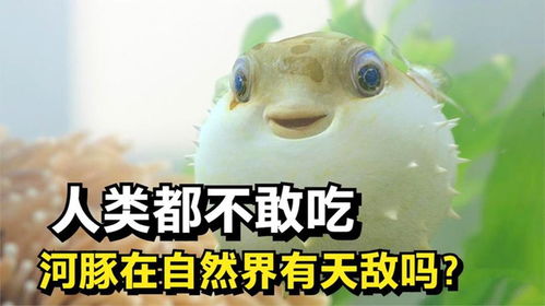 毒性是氰化物的1000倍,人类都不敢吃的河豚,自然界有天敌吗