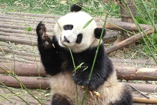 老虎伤人要被处决,那大熊猫呢听到专家的话不愧是国宝