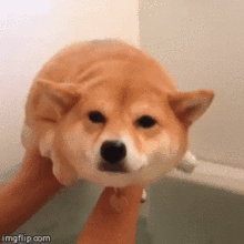柴犬丨汪界表情包的鼻祖