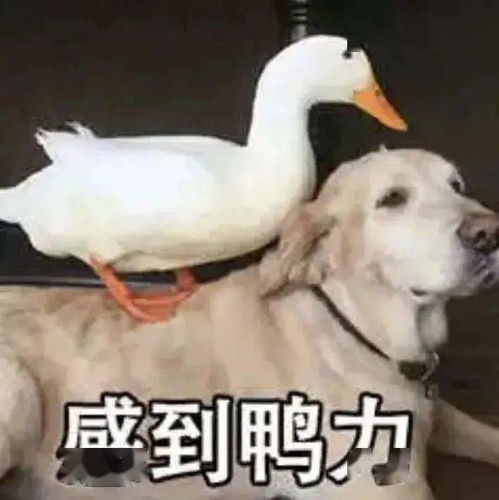 毕业后直接留学还是工作几年再留学两种选择差别有多大