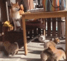 你猜为什么我会有那么多表情包因为我养了一只柴犬