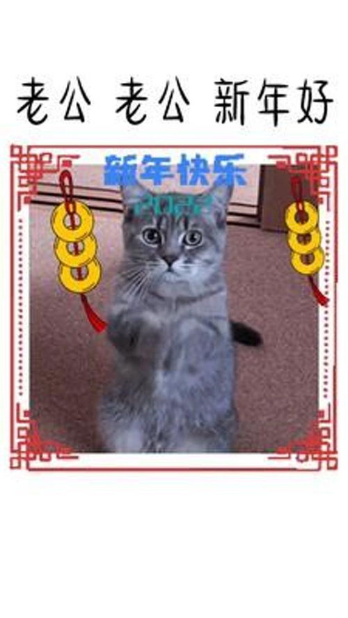老公老公新年好,过年要红包表情包
