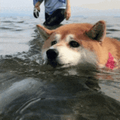 柴犬gif表情包树篱
