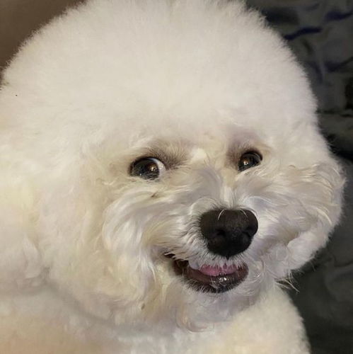 狗狗界小公主百变表情比熊犬一秒卖萌一秒邪恶