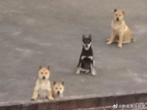 建议520不要送这个礼物,否则哈哈哈嗝哈哈哈
