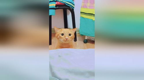 不知道面子看啥呢,小表情太可爱了