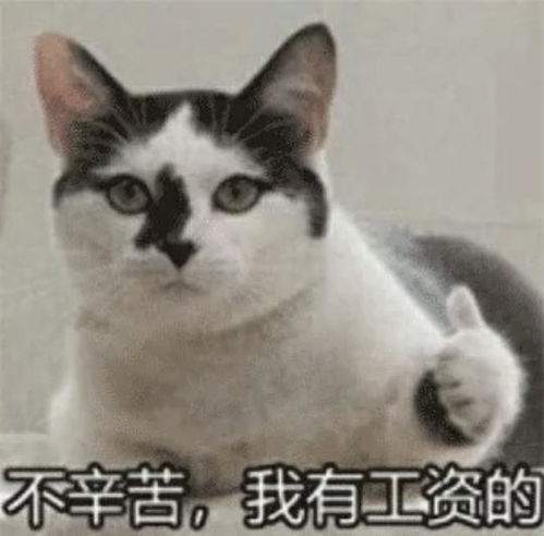 玫瑰沾白糖的相册天使猫猫的表情包