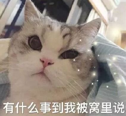 幽默笑话,我把家里的狗粮全部藏了起来,问你妈要钱说是买狗粮