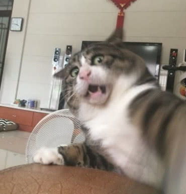搞怪猫咪快掉下床,主人却忙着拍它狼狈一幕,画面让人笑出腹肌