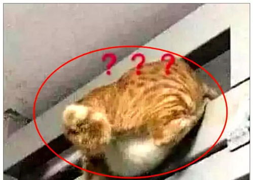 橘猫想去约会,半夜想爬门而出,主人白天看到它后瞬间笑喷了