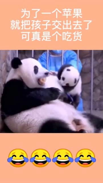 为了一个苹果,就把孩子交出去了,熊猫可真是个吃货
