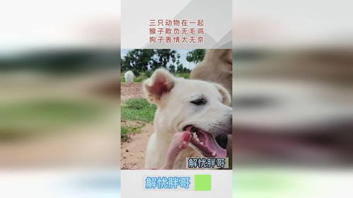 三只动物在一起,猴子欺负无毛鸡,狗子表情太无奈