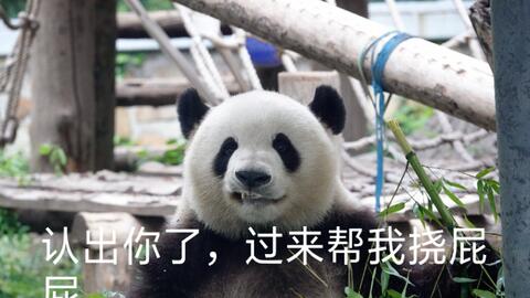 流口水的表情包熊猫高文君