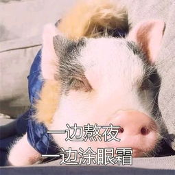 二胎想赶明年的猪宝宝,不知道时间上还来得及吗