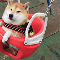 求求你们,养狗不要养柴犬因为
