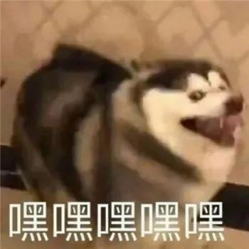 最全沙雕狗子表情包合辑年度最傻狗子都在这儿了