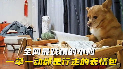 全网最戏精的小狗哈尼,一举一动都是行走的表情包