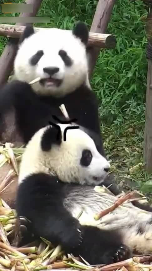 熊猫妈妈把小熊猫的竹笋抢走,小熊猫立刻露出委屈的表情