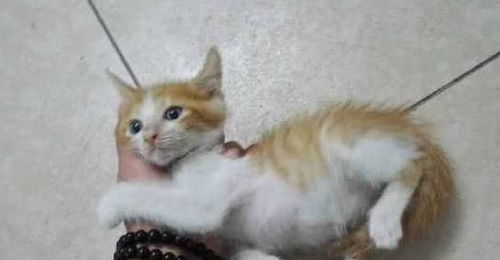 捡了只流浪小奶猫,非要抱着我的手睡觉,小表情充满依赖,萌哭了