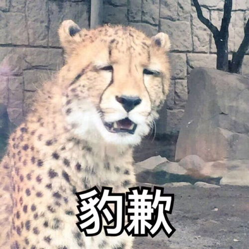 有二刺螈表情包