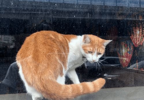 小菊菊猫撕葱,猫我命油我不油天