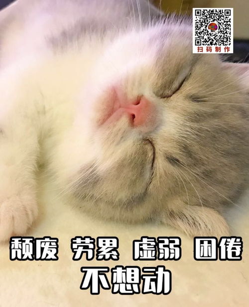 你有哪些关于猫狗的表情包