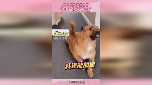 狗子模仿柯基走路,竟然还露出邪魅的表情,伤害不大侮辱性极强