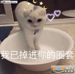 在吗出来饮酒喝酒派大星表情包图片抱紧我的猪宝贝表情包下载乐游网游戏下载