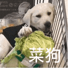 表情包大全谁还不是小天使了