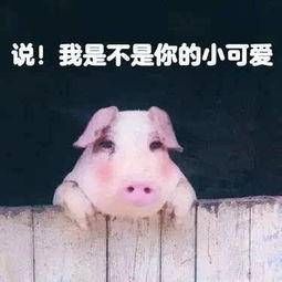 中小学生猪年春节生存指南