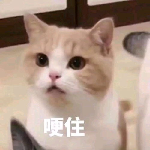 海外女子自称是梦露转世,与迈克尔杰克逊的灵魂恋爱多年,说的头头是道